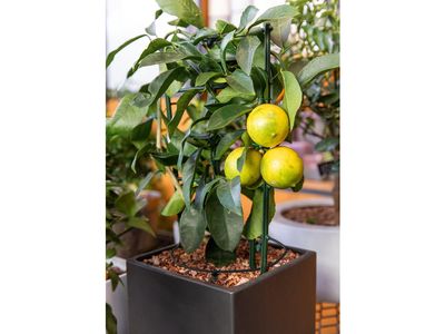 Imagem do produto - 15