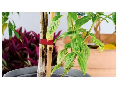 Image du produit - 9