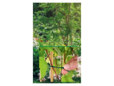 Imagen del producto - 8